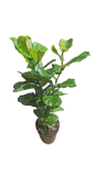Ficus Lyrata  30cm