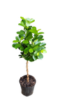 Ficus Moclame Braided Plaited 20cm