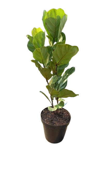 Ficus Lyrata  30cm