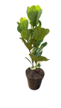 Ficus Lyrata  30cm