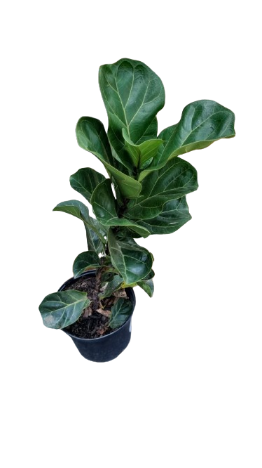 Ficus Lyrata 'Bambino' Staked 19cm