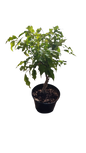 Ficus Golden Monique Braid 15cm