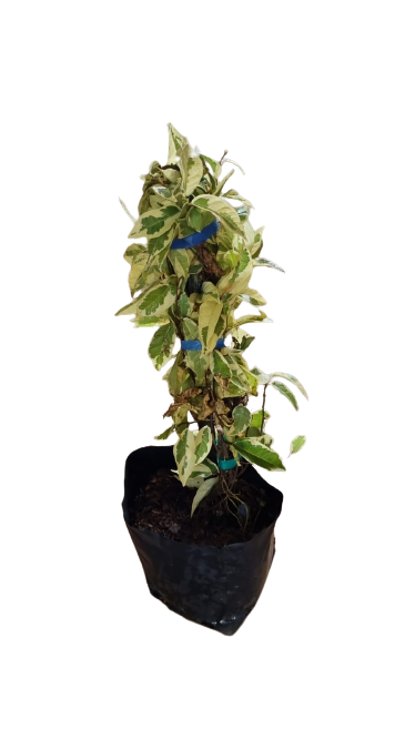 Ficus Pimula Various 2.5L