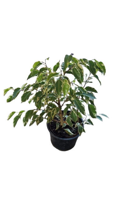 Ficus Profit/Starlight 15cm