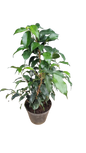 Ficus Benjamina Vivian - Various Sizes