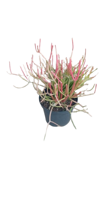 Fire Sticks 21cm