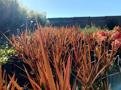 Phormium Firechief 10L