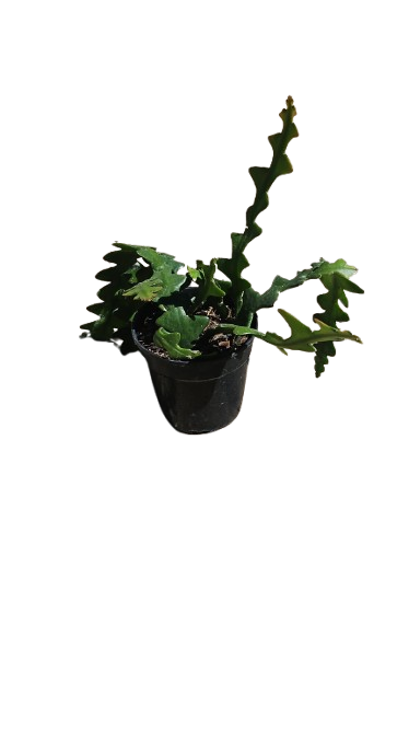 Epiphyllum Anguiliger Fishbone 12cm