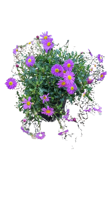 Brachyscome Fresco Purple 15cm