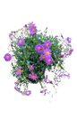 Brachyscome Fresco Purple 15cm
