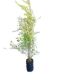 Freylinia tropica White stakes 20L