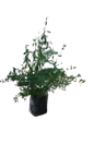 Freylinia 10l