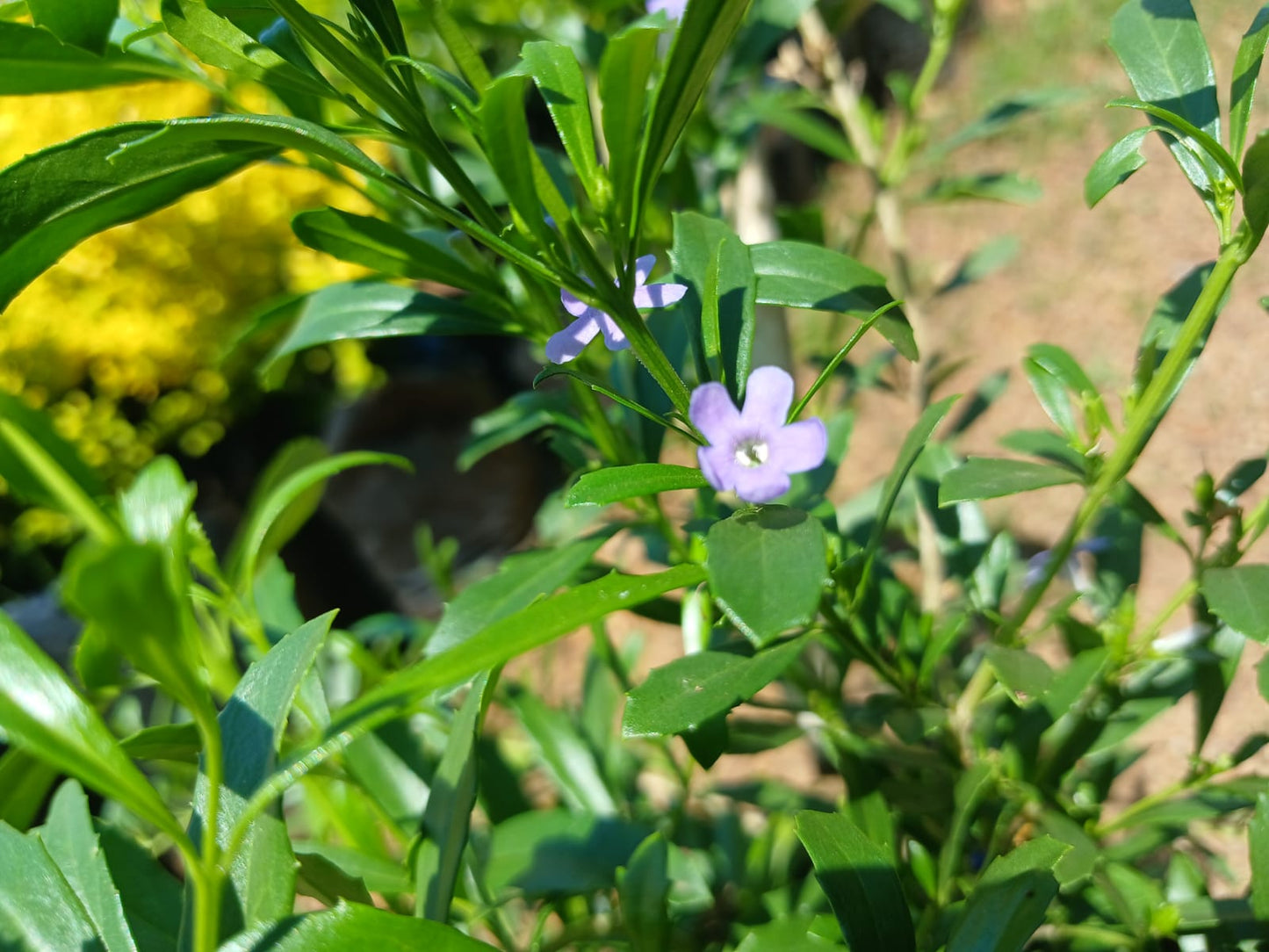 Freylinia Tropical Blue Standard 10L