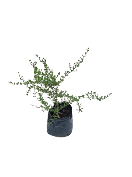 Freylinia Blue 10L