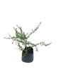 Freylinia Blue 10L