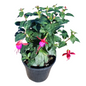 Fuchsia Bella 14cm