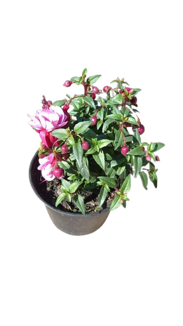 Fuchsia Bella Assorted 15 cm