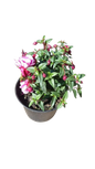 Fuchsia Bella Assorted 15 cm