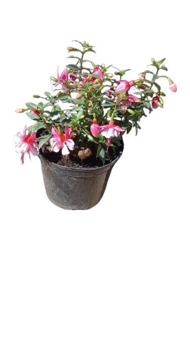 Fuchsia Bella Assorted 15 cm