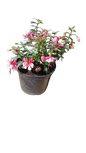 Fuchsia Bella Assorted 15 cm