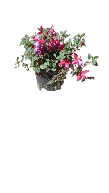 Fuchsia Bella Assorted 15 cm