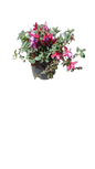 Fuchsia Bella Assorted 15 cm