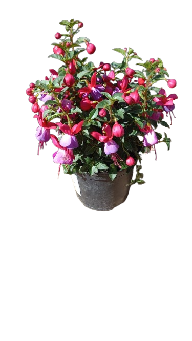 Fuchsia Bella Assorted 15 cm