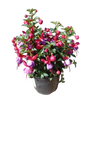 Fuchsia Bella Assorted 15 cm