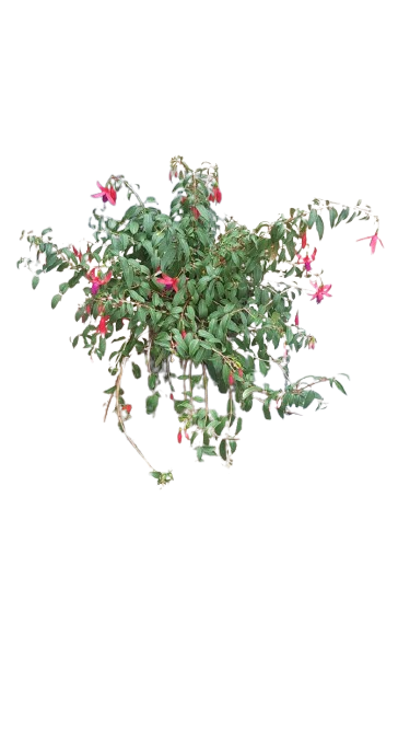 Fuchsia Sundancer 19cm