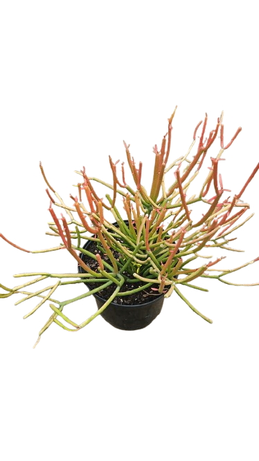 Euphorbia tirucalli Fire Sticks 17cm