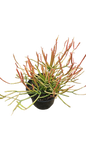 Euphorbia tirucalli Fire Sticks 17cm