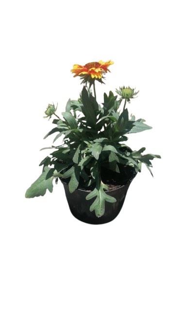 Gaillardia Mesa 17cm