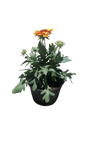 Gaillardia Mesa 17cm