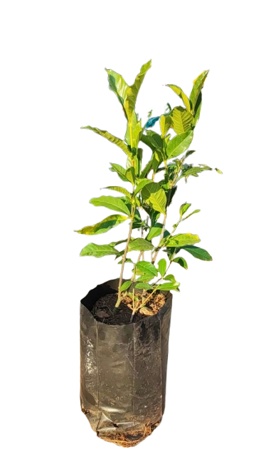 Gardenia Belmont 10L
