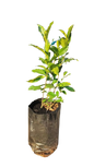 Gardenia Belmont 10L