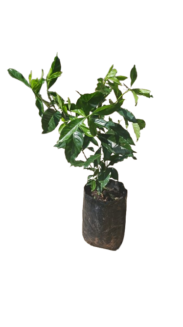 Gardenia Belmont 10L