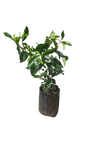 Gardenia Belmont 10L