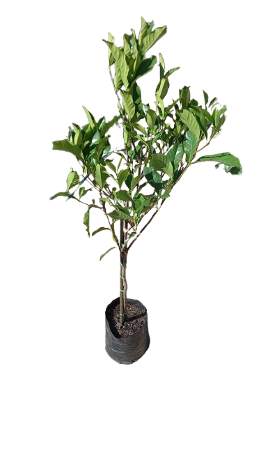 Gardenia Augusta Belmont Patio 5L