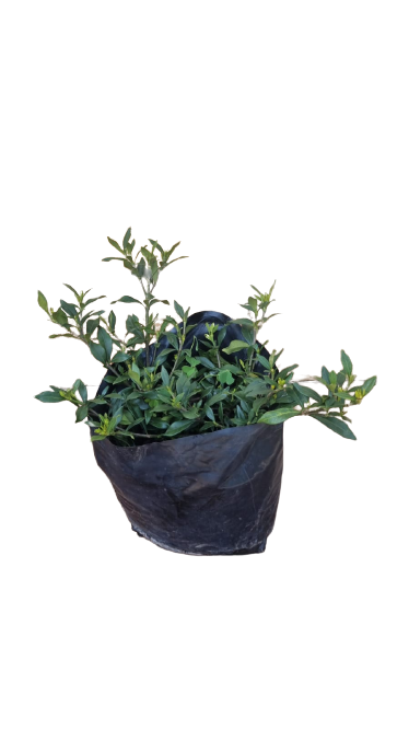 Gardenia Augusta Double Ground Cover 4L