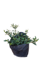 Gardenia Augusta Double Ground Cover 4L