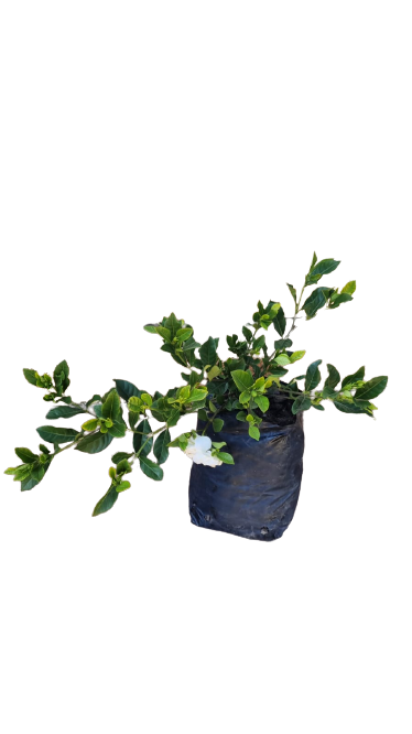 Gardenia Augusta Prolific Bloom  5L
