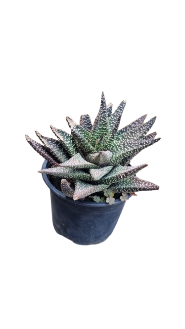 Gasteraloe Hybrid ( Haworthia MNP2) 12cm
