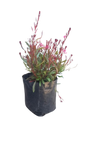 Gaura Belleza Dark Pink 4L