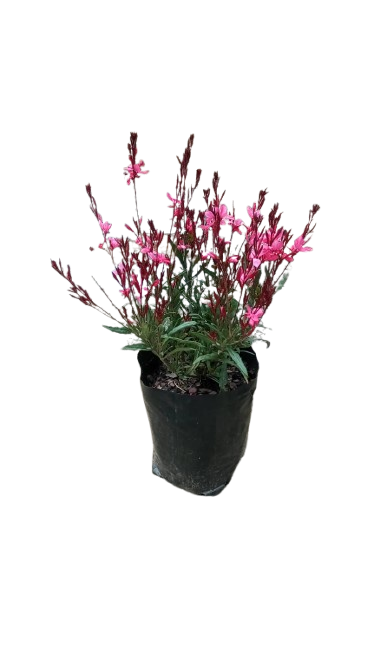 Gaura Pink 2.5L