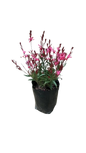 Gaura Pink 2.5L