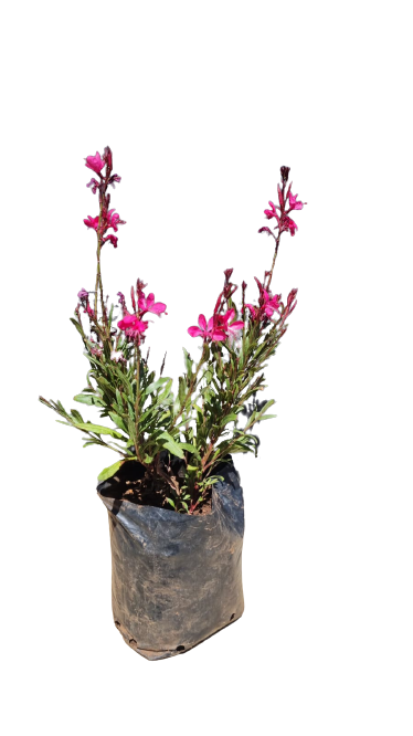 Gaura 1.5L