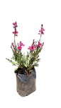 Gaura 1.5L
