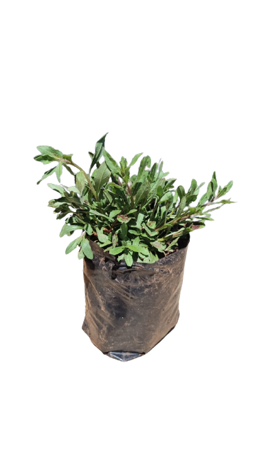 Gaura 1.5L
