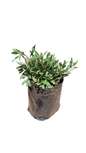 Gaura 1.5L