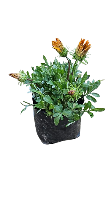 Gazania Assorted 3L